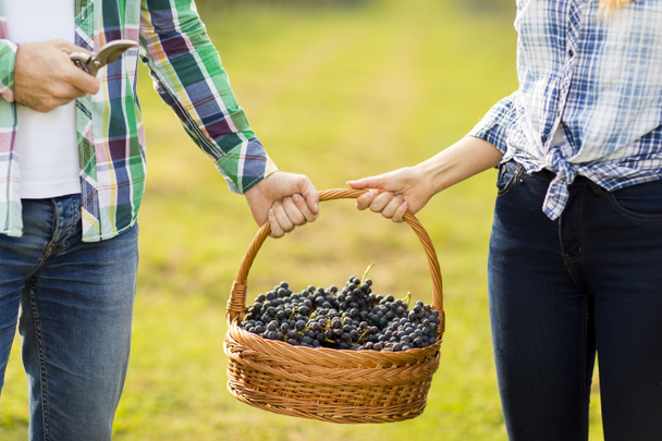 couple with basket full of grapes - Φωτογραφία, εικόνα