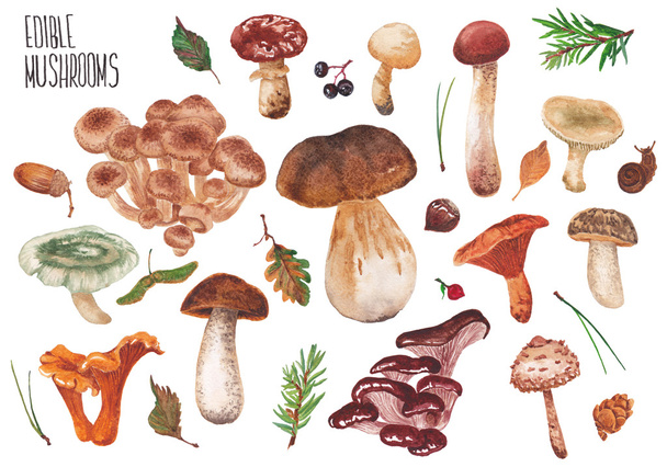 набір їстівних грибів
 - Фото, зображення