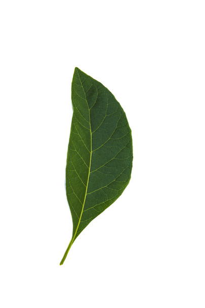 green leaf isolate  - Zdjęcie, obraz