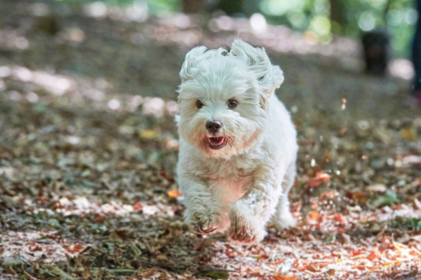 Білий гаванський собака біжить до камери в лісі
 - Фото, зображення