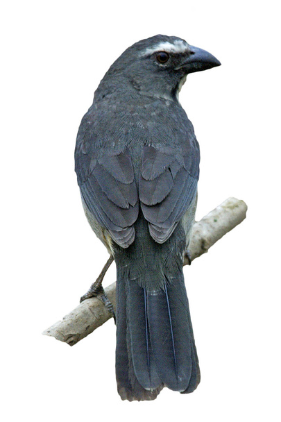 szürkés vagy szürkés szaltator, coerulescens szaltator - Fotó, kép