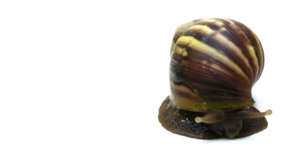 Giant African Land Snail - Footage, Video