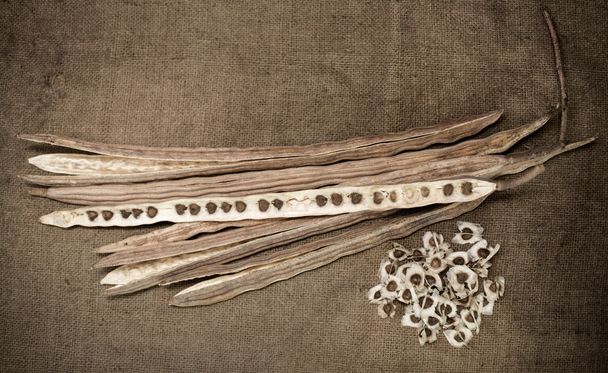vainas de Moringa seca y semillas en tela de saco
 - Foto, Imagen