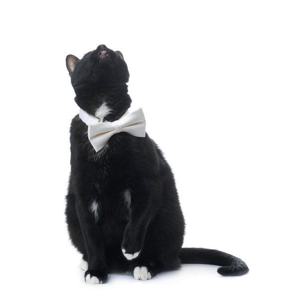 Sitting black cat isolated over the white background - Foto, afbeelding