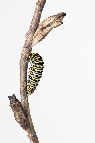 Larva y pupa de mariposa cola de golondrina
 - Foto, imagen
