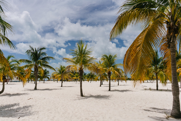 zelené palmy rostou přímo z bílého písku pláže Cayo Largo, Kuba - Fotografie, Obrázek