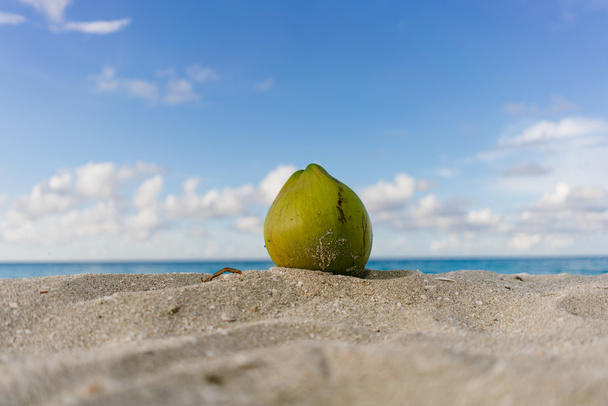 Kokosnuss am Strand liegend - Foto, Bild