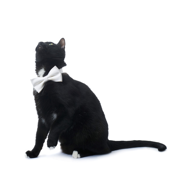 Sitting black cat isolated over the white background - Valokuva, kuva