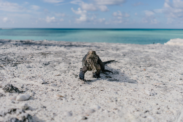 iguana en la playa de Cayo Largo en Cuba
 - Foto, Imagen