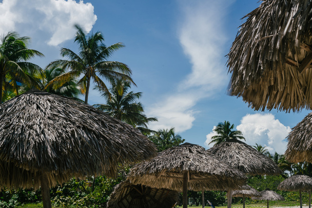 Palm tree in Cuba - Photo, Image