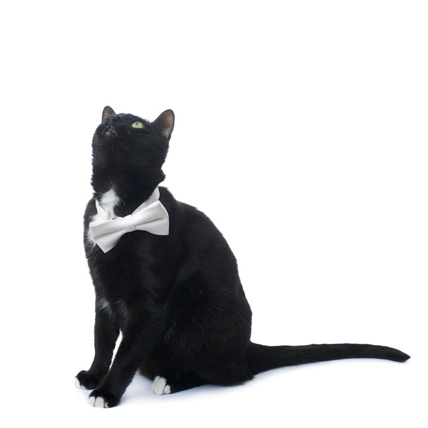 Sitting black cat isolated over the white background - Foto, Imagen
