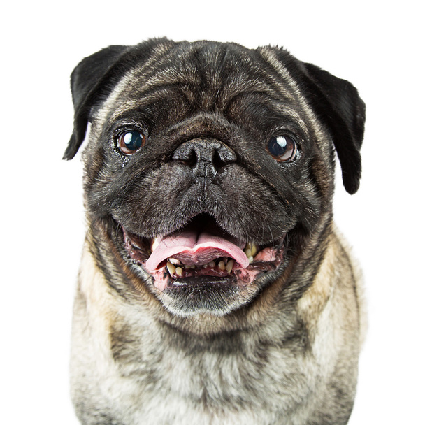 Щасливі чистокровних мопс собаки - Фото, зображення