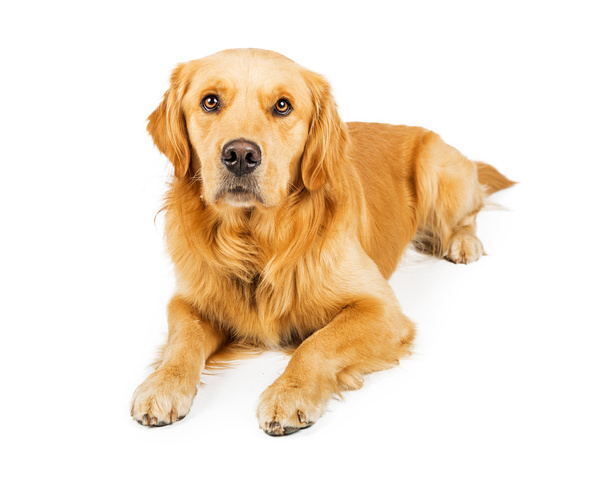 Golden retriever köpeği yalan söylüyor.  - Fotoğraf, Görsel