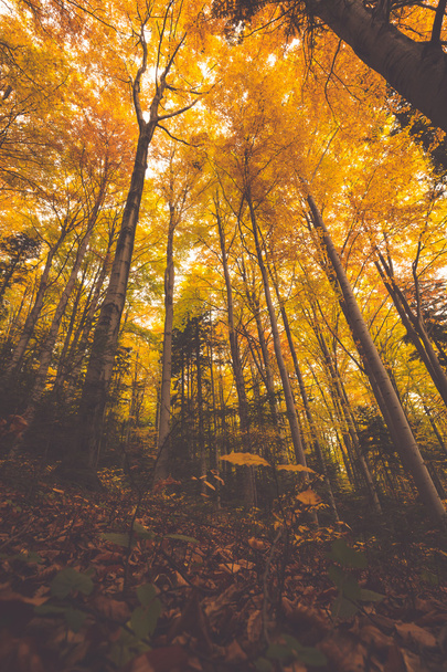 renkli ağaç dalları güneşli ormandaki sonbahar doğal adam - Fotoğraf, Görsel