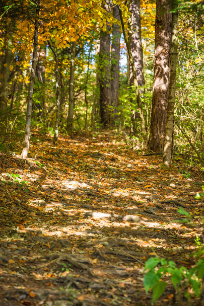 Autumn forest landscape-yellowed autumn trees and fallen autumn  - Foto, imagen