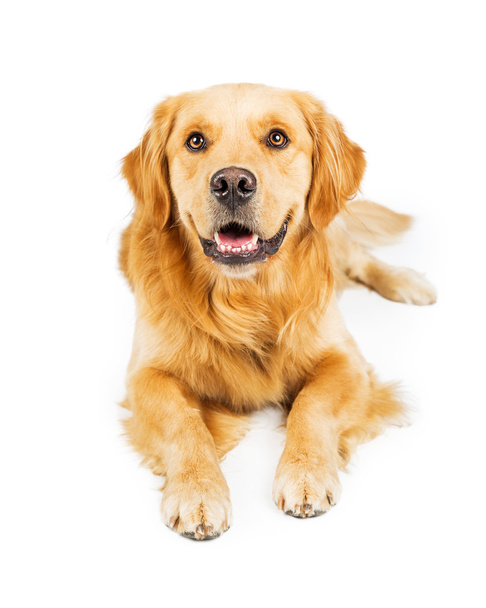 Golden retriever perro acostado - Foto, imagen