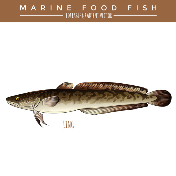 Ling. Marine eten vis - Vector, afbeelding