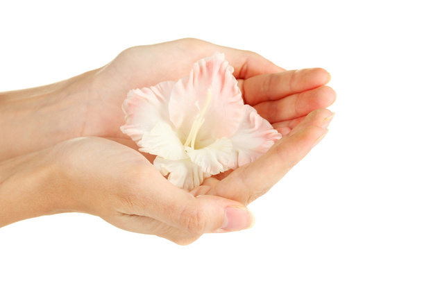 Woman's hand holding a bud of gladiolus on white background close-up - Fotografie, Obrázek
