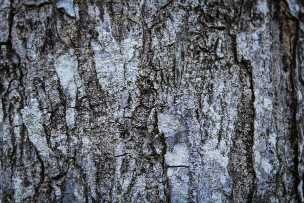 wood texture as background - Photo, image