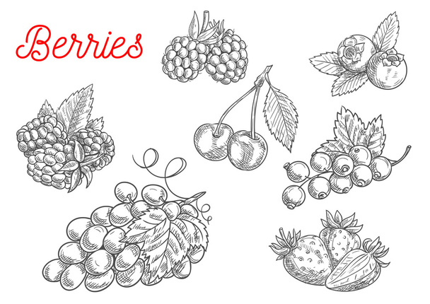 Літній фруктово-ягідний ескіз для дизайну їжі
 - Вектор, зображення
