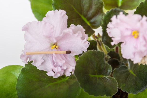 Varietà Saintpaulia Santa ingenuità S. Farbitnik con bellissimi fiori rosa chiaro. Primo piano
. - Foto, immagini