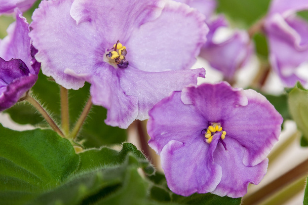 Saintpaulia variétés Sonata-Mail N.Solodkaya avec de belles fleurs violet clair. Gros plan
. - Photo, image