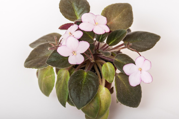 Saintpaulia variétés H-Thumbelina N.Berdnikova. Belle violette avec des fleurs rose clair une bordure rouge
. - Photo, image