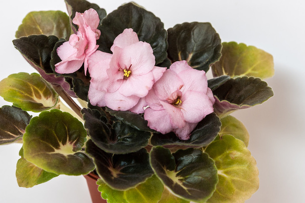 Saintpaulia ποικιλίες εκ - βερίκοκο σιφόν E.Korshunova με όμορφα ροζ λουλούδια. Γκρο πλαν. - Φωτογραφία, εικόνα