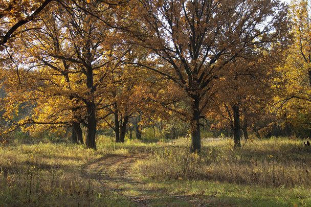 golden autumn in the forest - Foto, Imagen