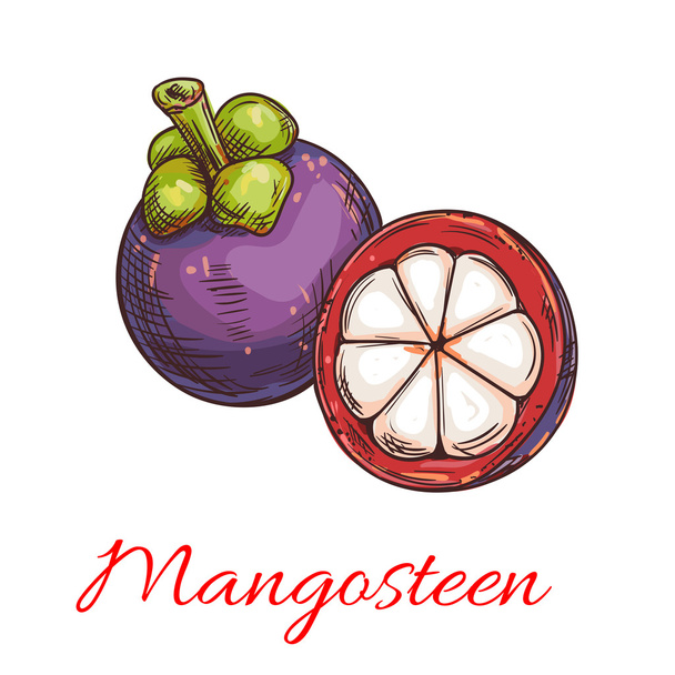Tropische paarse mangosteen fruit schets - Vector, afbeelding