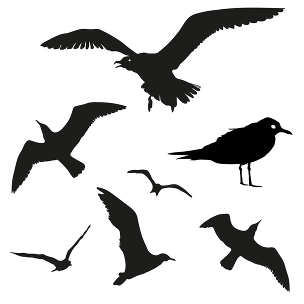 Векторный набор - силуэт чайки на белом фоне
 - Вектор,изображение