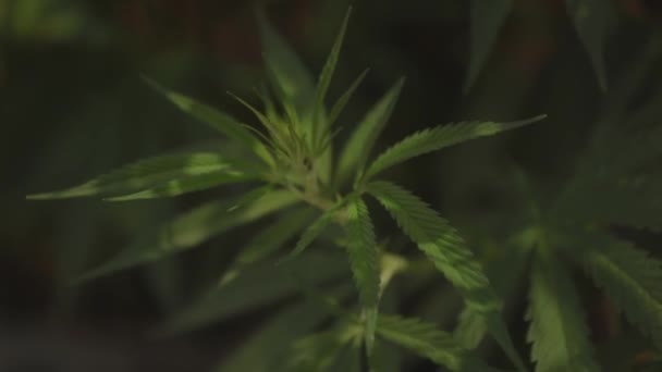 Hojas de cerca de cannabis industrial
 - Imágenes, Vídeo