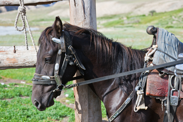 Kyrgyz black stallion in harness with a saddle at the hitching p - Photo, Image