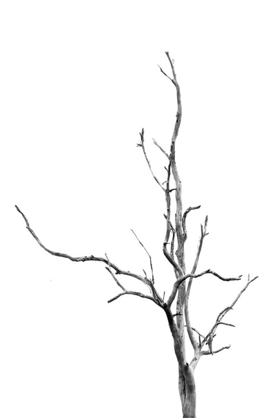 Мертве дерево без листя
 - Фото, зображення