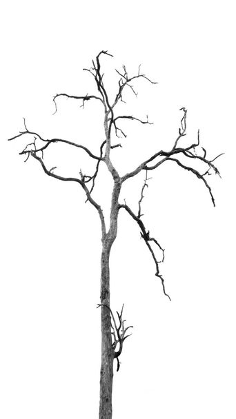 Abgestorbener Baum ohne Blätter - Foto, Bild