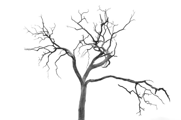 Abgestorbener Baum ohne Blätter - Foto, Bild