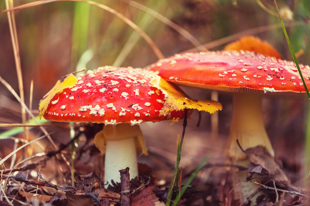 Sienet syksyllä
 - Valokuva, kuva