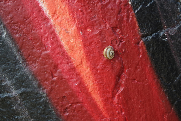 a fal színe a csiga - Fotó, kép