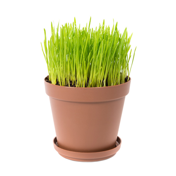 Herbe verte dans le pot de la plante
 - Photo, image
