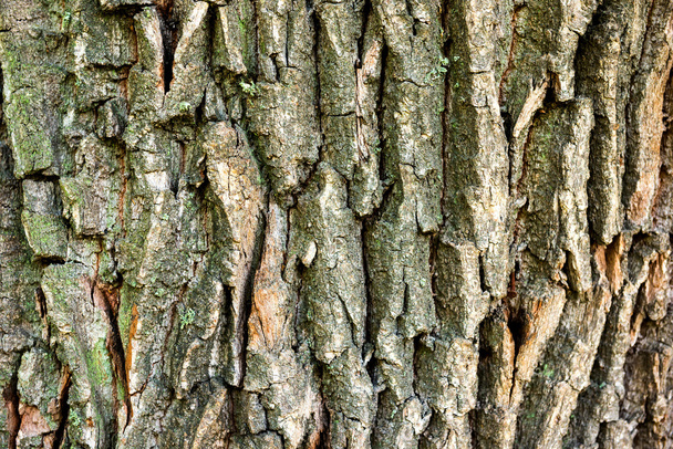 Oak bark texture - Photo, Image