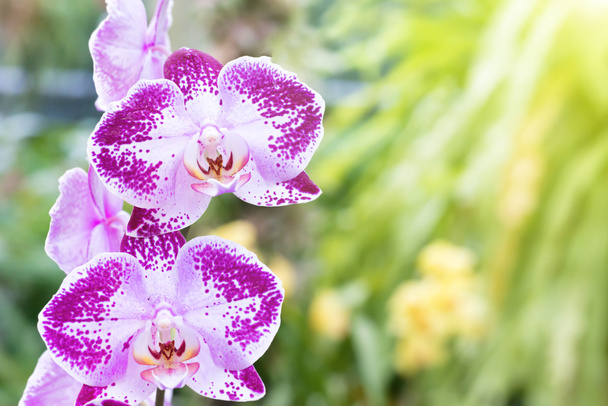 Purple orchids in a tropical forest - Photo, Image