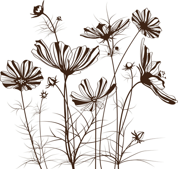 Vector garden flowers, Cosmos bipinnatus - Vettoriali, immagini