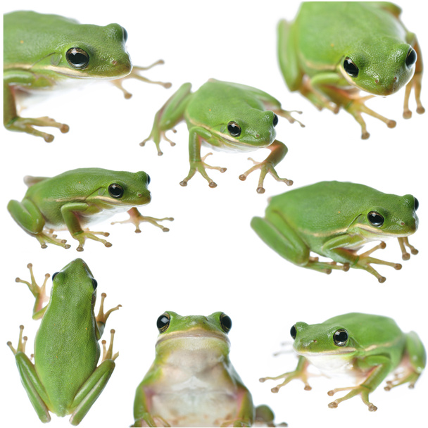 grüne Frosch-Collage - Foto, Bild