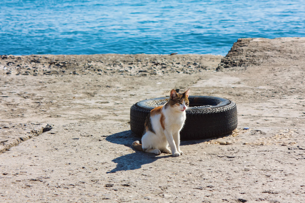 Toulavá kočka na břehu moře - Fotografie, Obrázek