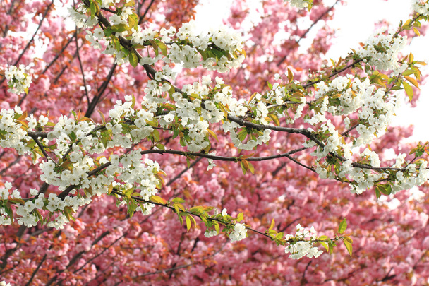 kirsikat kukat tausta
 - Valokuva, kuva