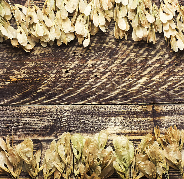 Herbst Hintergrund trockene Samen eines Ahorns auf Holzstruktur - Foto, Bild
