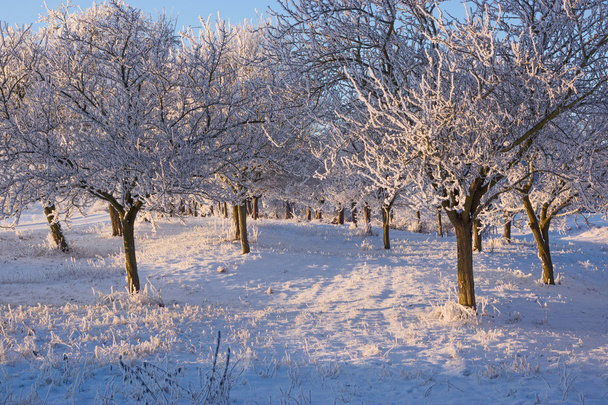 δέντρα καλυμμένα με χιόνι στο πάρκο - Φωτογραφία, εικόνα