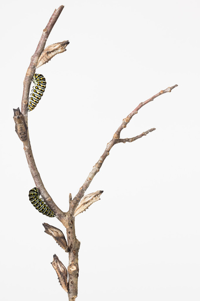 Larvas y pupas de mariposa en rama
 - Foto, imagen