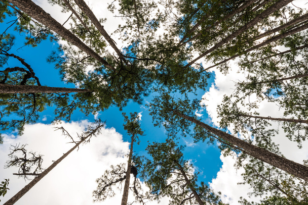 Fondo forestal de pinos verdes en sub alpino
 - Foto, imagen