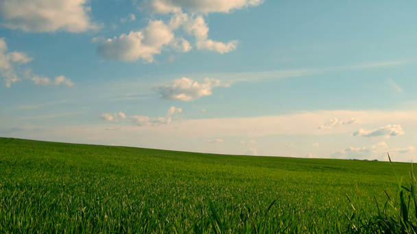Timelapse. Campagna sfondo naturale. Campo con germe di grano. Paesaggio nuvoloso in primavera giornata di sole. Russia. - Filmati, video